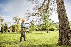 Best Tree Health Inspection  in Park Rapids, MN