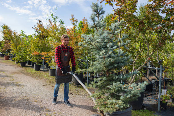 Best Lawn Grading and Leveling  in Park Rapids, MN