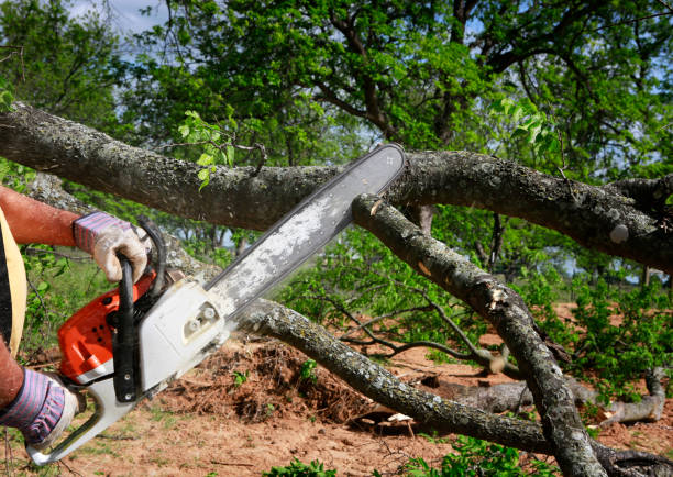 Best Tree Mulching  in Park Rapids, MN